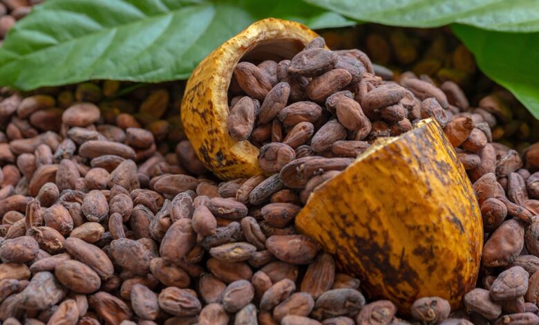 Climate Crisis Fuels Record Chocolate Prices as Cocoa Harvests Struggle