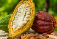 Ghana’s cocoa output to encounter volatility – Deloitte warns