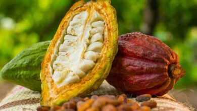 Ghana’s cocoa output to encounter volatility – Deloitte warns