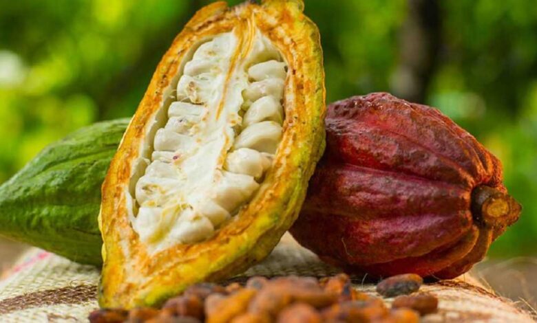 Ghana’s cocoa output to encounter volatility – Deloitte warns