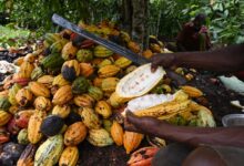 COCOBOD denies Cocoa price increase for farmers