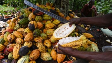 COCOBOD denies Cocoa price increase for farmers