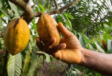 Gov’t to restore Free Fertilizer Distribution programme to enhance cocoa yields – Trade Minister