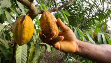 Gov’t to restore Free Fertilizer Distribution programme to enhance cocoa yields – Trade Minister