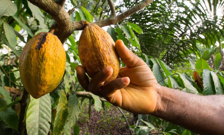 Gov’t to restore Free Fertilizer Distribution programme to enhance cocoa yields – Trade Minister