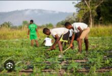 Agric Minister urges SHS authorities to establish school farms to supplement food supplies