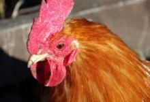 UK man fined over £3,000 for noisy cockerel that disturbed neighbours