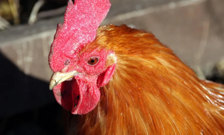 UK man fined over £3,000 for noisy cockerel that disturbed neighbours