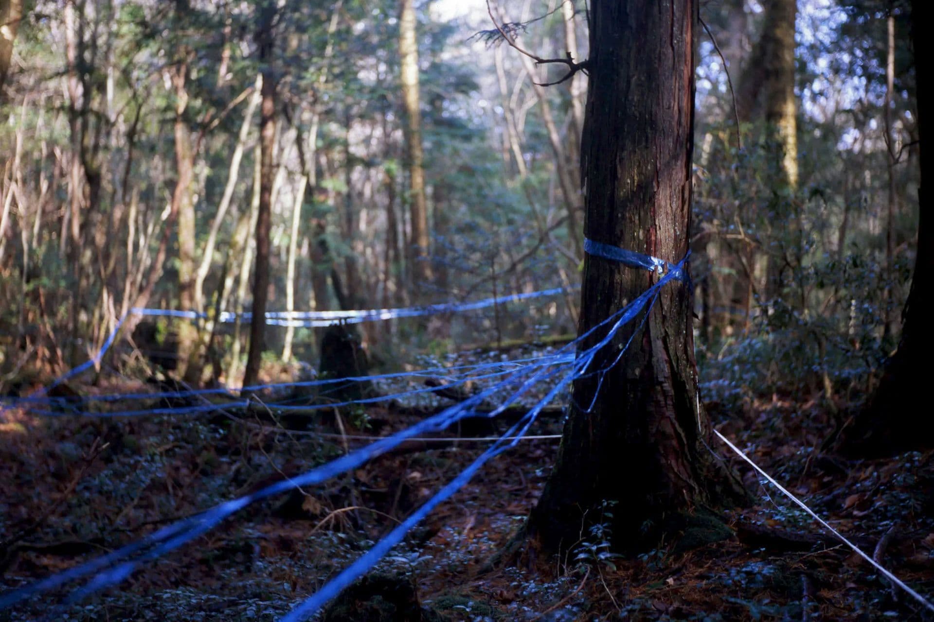 5. Aokigahara Forest, Japan