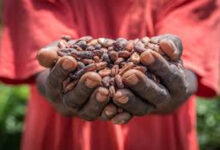 Mahama blames COCOBOD’s declining cocoa production on mismanagement