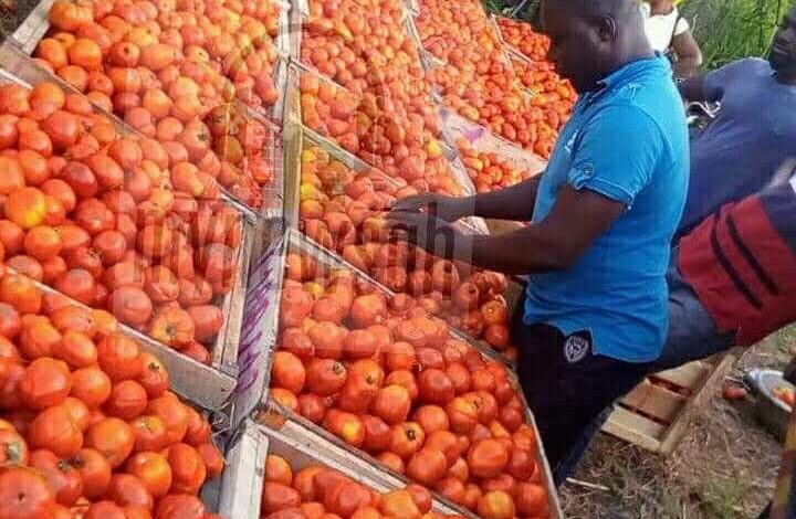 Ziope farmers cry for factory as tomatoes crate sells cheaply for 30 cedis