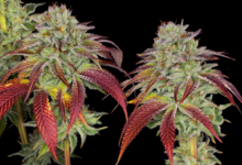 How to Improve Cannabis Yield with Minimal Intervention