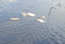 Fish poisoning suspected in Fumbisi-Weisi stream