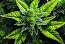 Innovations in Cannabis Cultivation Technology: Increase Yields with Autoflower Seeds