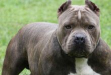The World’s Most Dangerous Dog Breeds Revealed