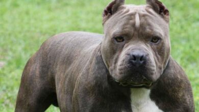 The World’s Most Dangerous Dog Breeds Revealed