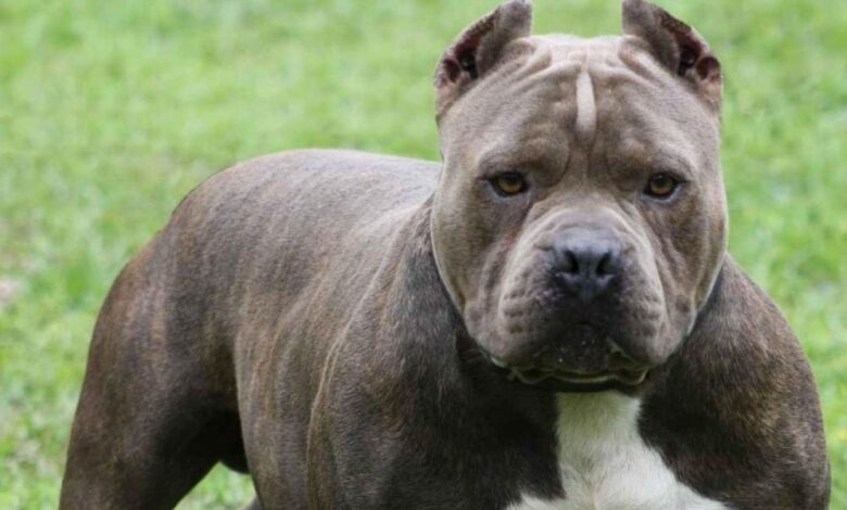 The World’s Most Dangerous Dog Breeds Revealed