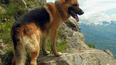 How to tame a wild dog