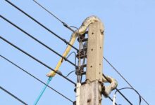 Snake triggers power outage in parts of Ashanti Region