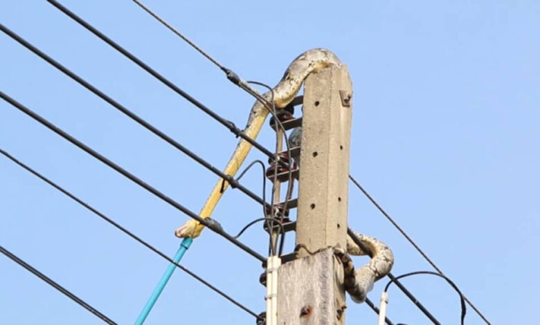 snake causes dumsor in Ejisu