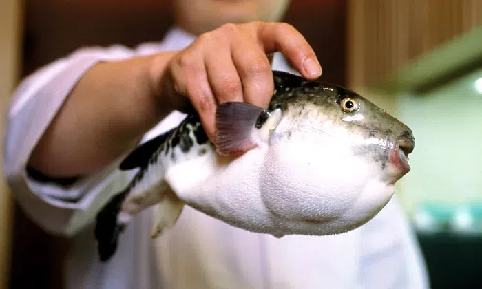 Deadliest delicacies: 10 deadly animals that people actually eat around the world