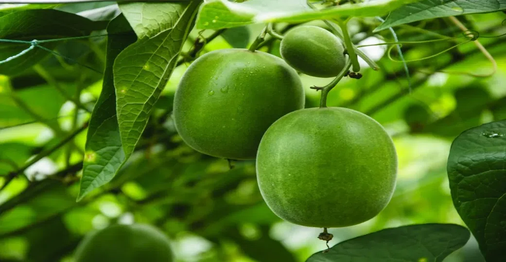 Beyond the Sugar Bowl: 6 natural sweeteners that are better for you