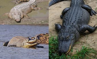 Crocodile
