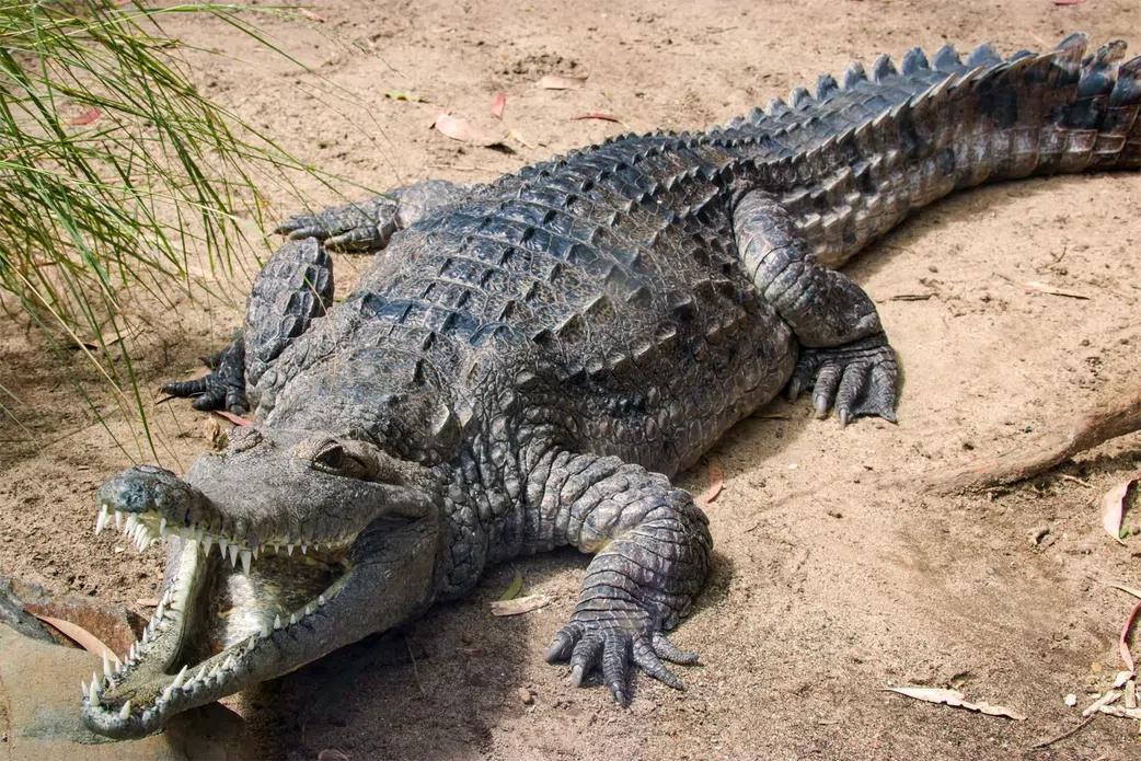 10 animals who do not drink water