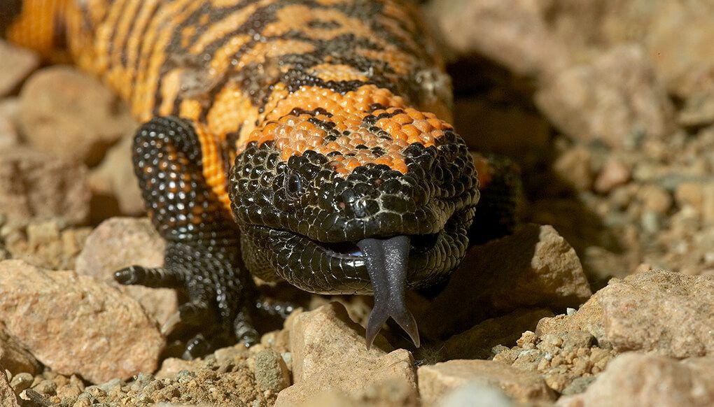 Deadliest delicacies: 10 deadly animals that people actually eat around the world