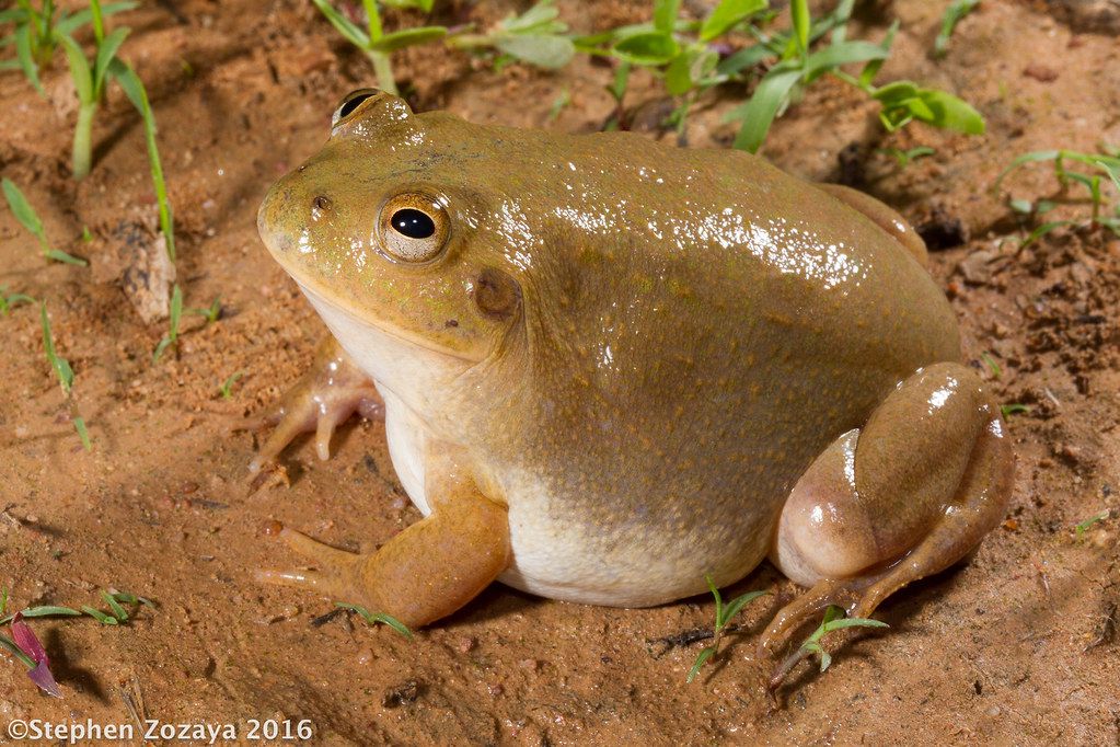 10 animals who do not drink water