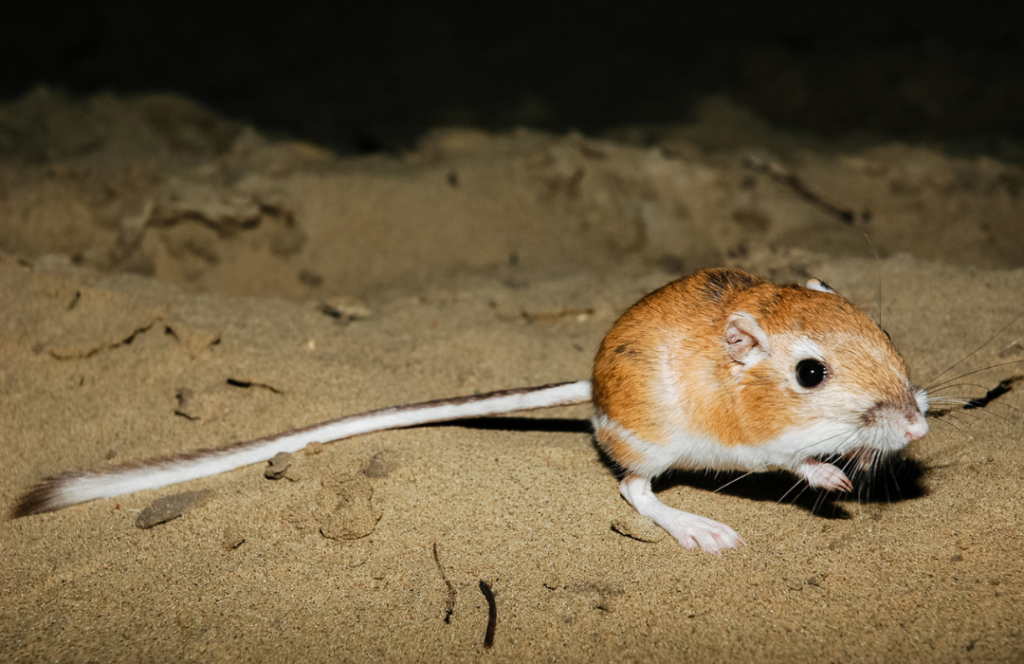 10 animals who do not drink water