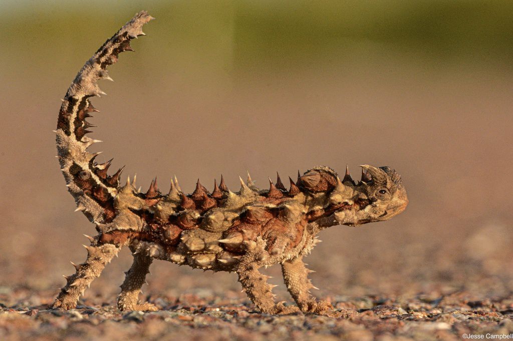 10 animals who do not drink water