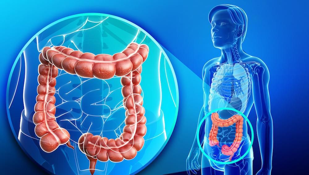 Did you know that you can survive without some of your human organs?