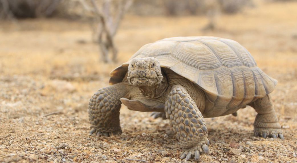 10 animals who do not drink water