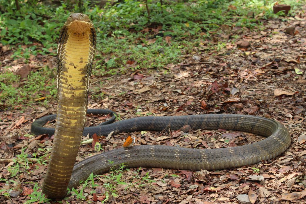 Deadliest delicacies: 10 deadly animals that people actually eat around the world