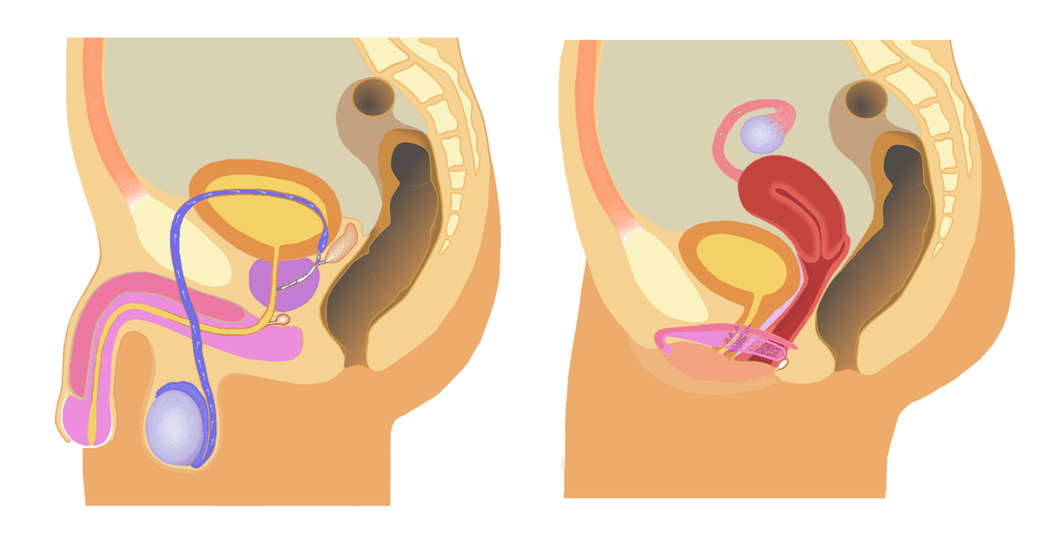Did you know that you can survive without some of your human organs?