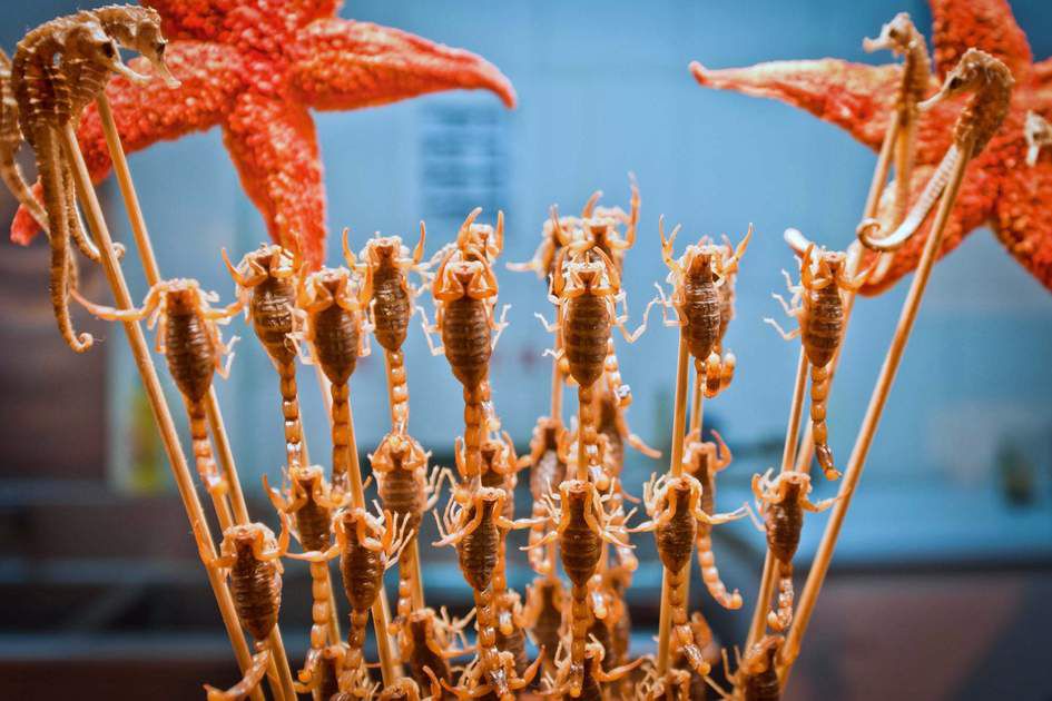 Deadliest delicacies: 10 deadly animals that people actually eat around the world