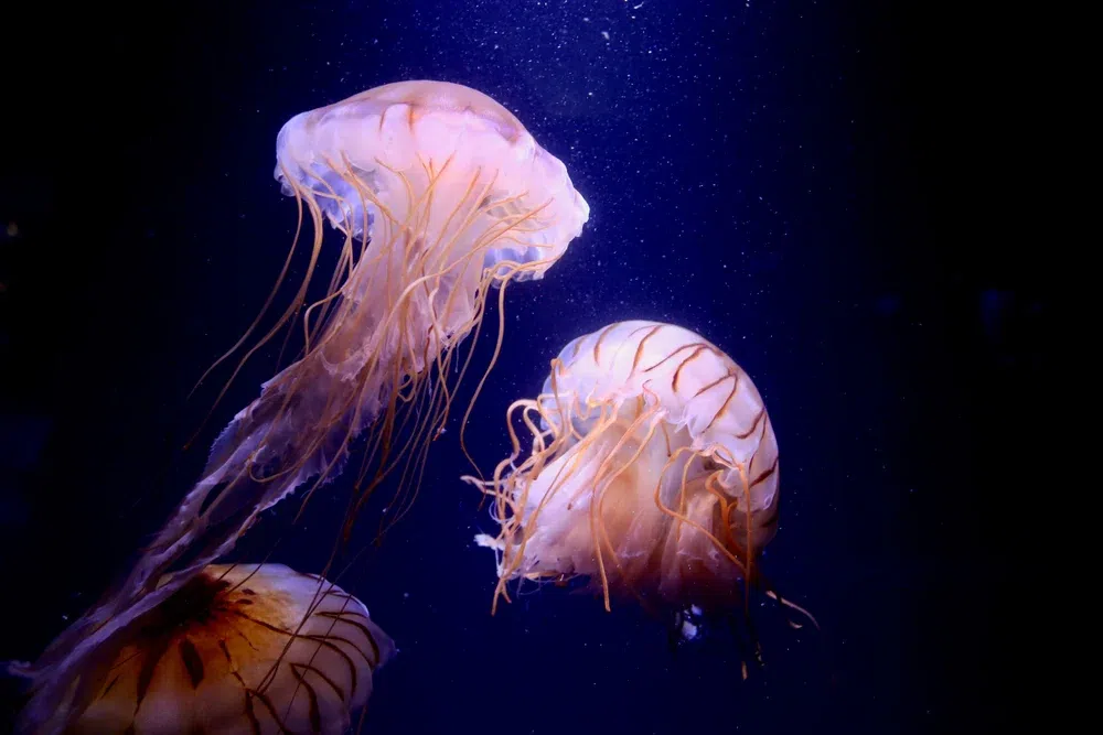 Deadliest delicacies: 10 deadly animals that people actually eat around the world