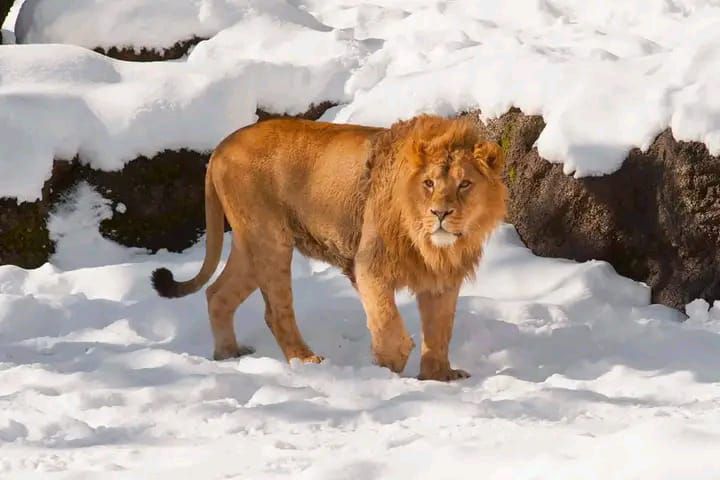 Inside Africa's coldest country filled with glaciers, snow and ice and -29C temperatures