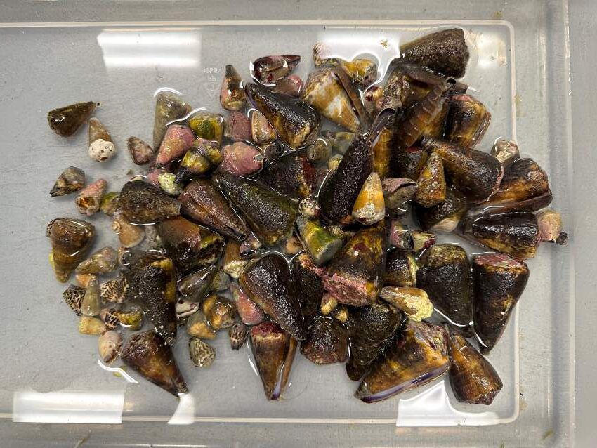 Deadliest delicacies: 10 deadly animals that people actually eat around the world
