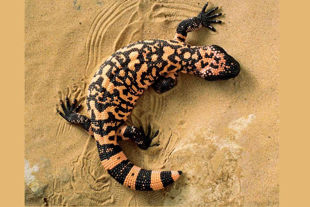 10 animals who do not drink water