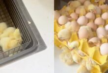 Woman returns from holiday to find 70 chicks hatched from store-bought eggs