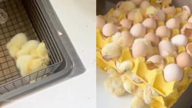 Woman returns from holiday to find 70 chicks hatched from store-bought eggs