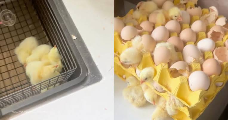 Woman returns from holiday to find 70 chicks hatched from store-bought eggs