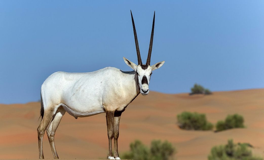 10 animals who do not drink water