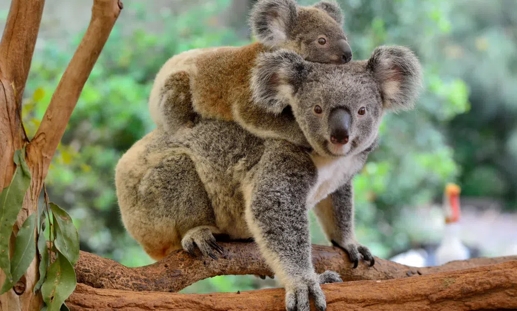 10 animals who do not drink water
