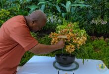 Singapore honours President Mahama with Orchid named after him