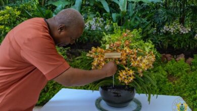 Singapore honours President Mahama with Orchid named after him