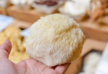 Expert Tips Before Feeding Your Dog Lion’s Mane Mushrooms