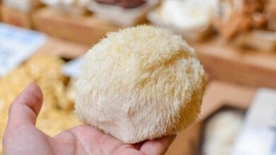 Expert Tips Before Feeding Your Dog Lion’s Mane Mushrooms